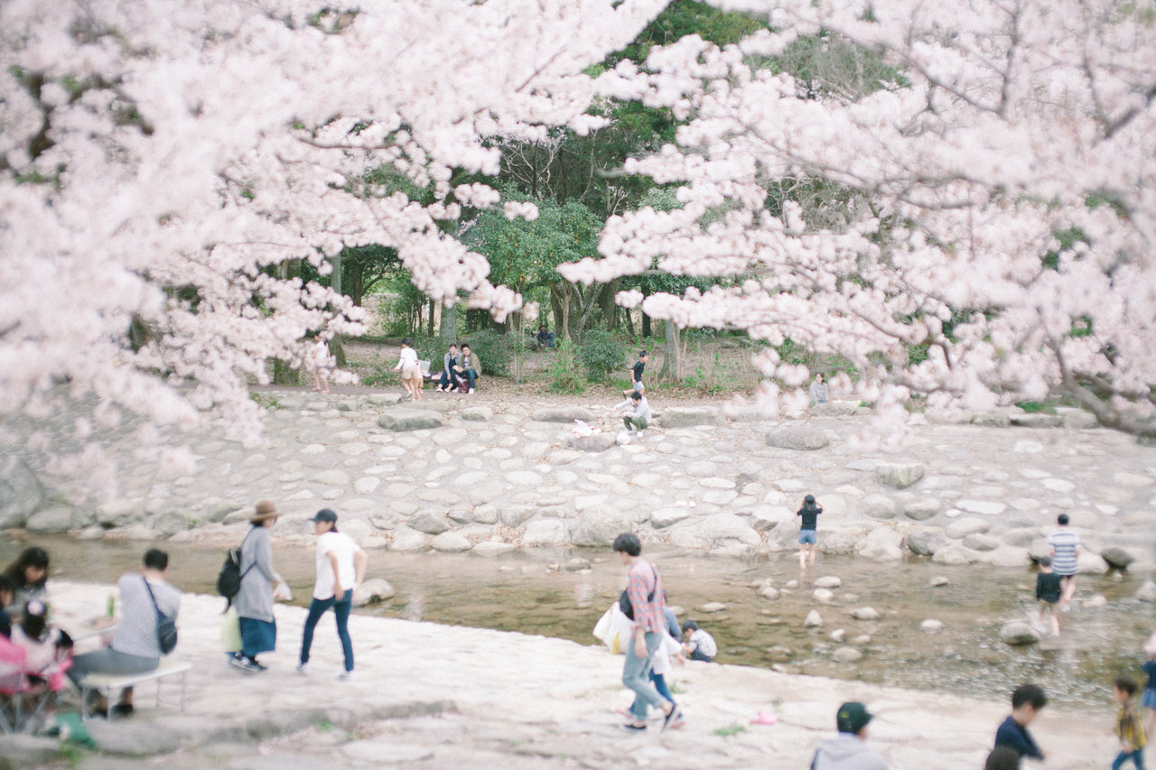 桜咲く中ノ島公園