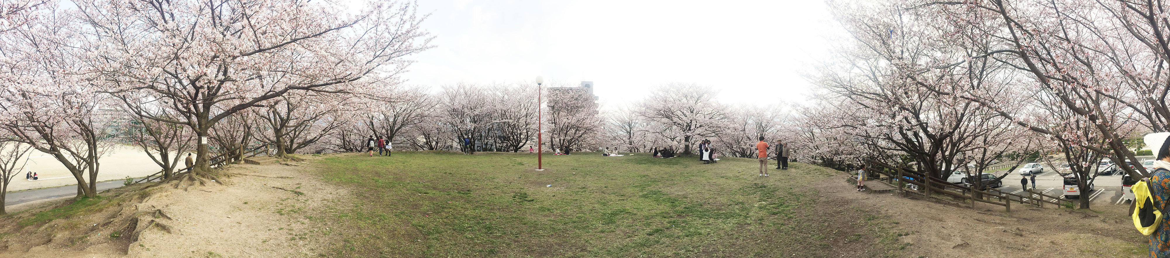 那珂川町の安徳公園の桜５（パノラマ）