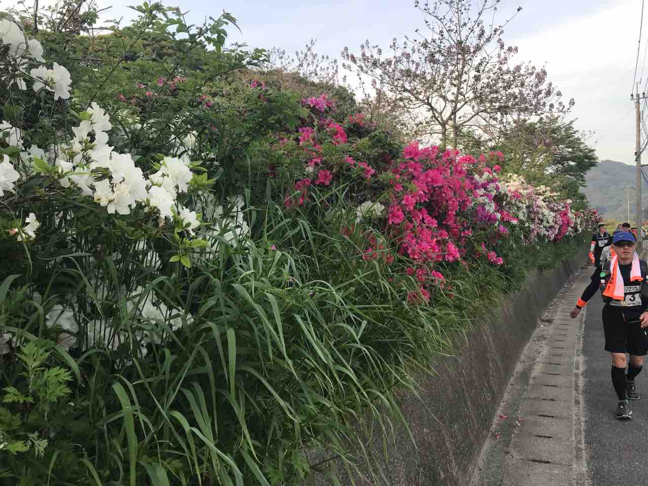 沿道の花たち