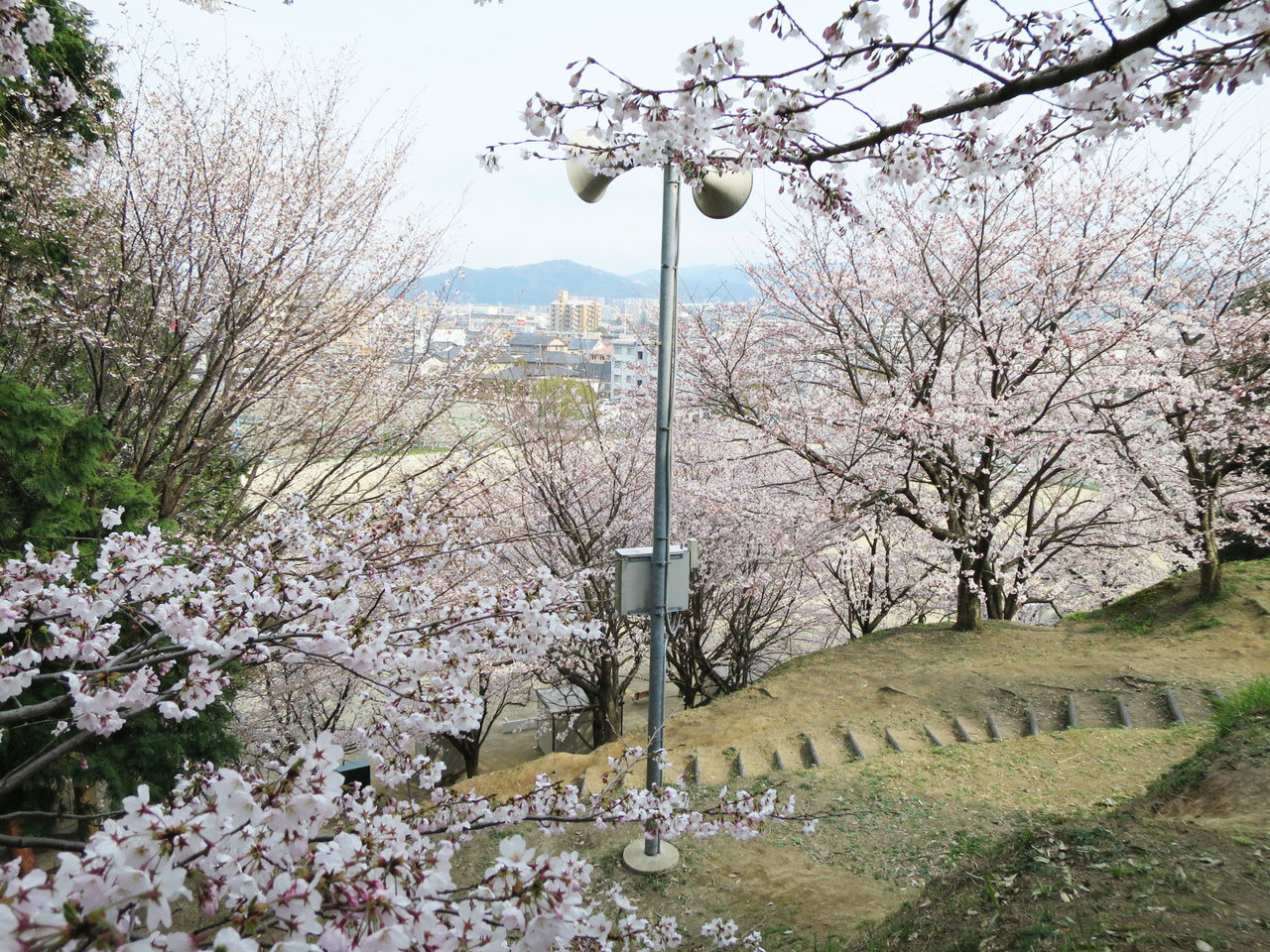 那珂川町の岩戸公園の桜１