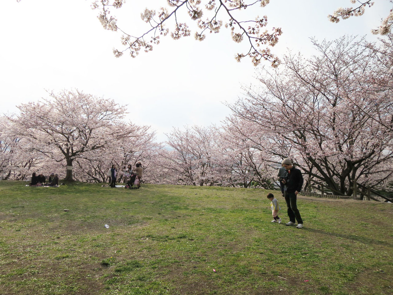 那珂川町の安徳公園の桜４