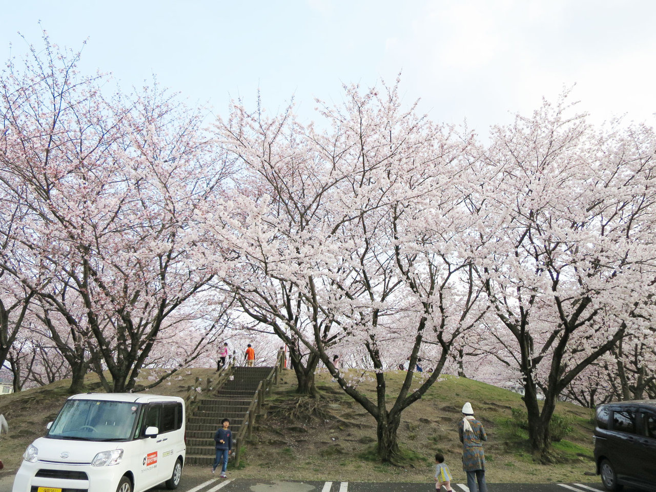 那珂川町の安徳公園の桜２