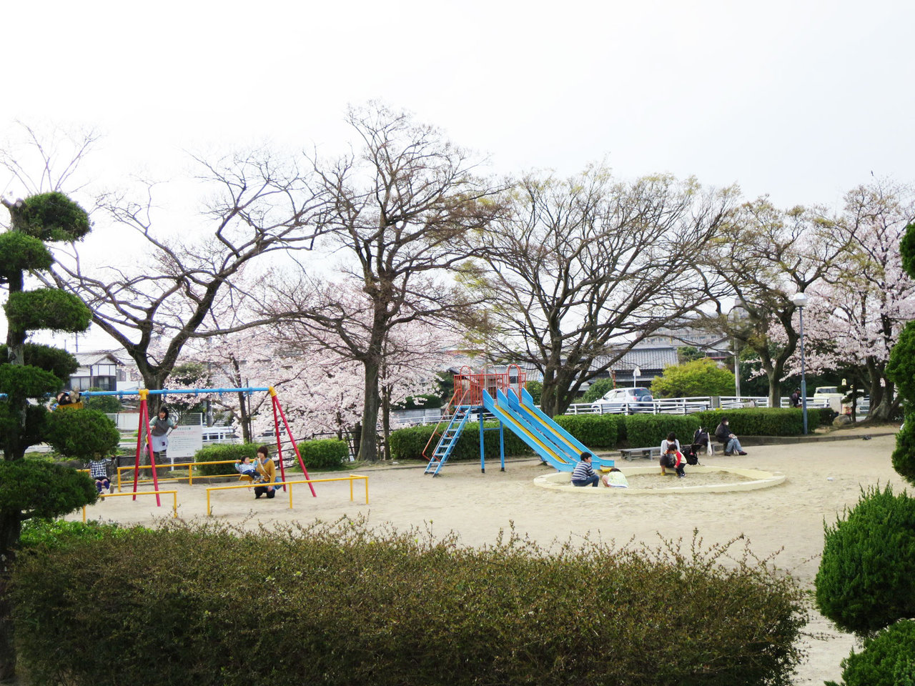 那珂川町の安徳公園の桜３