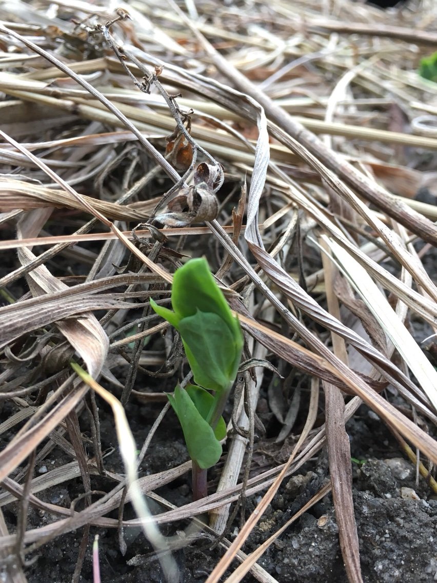 発芽したソラマメ