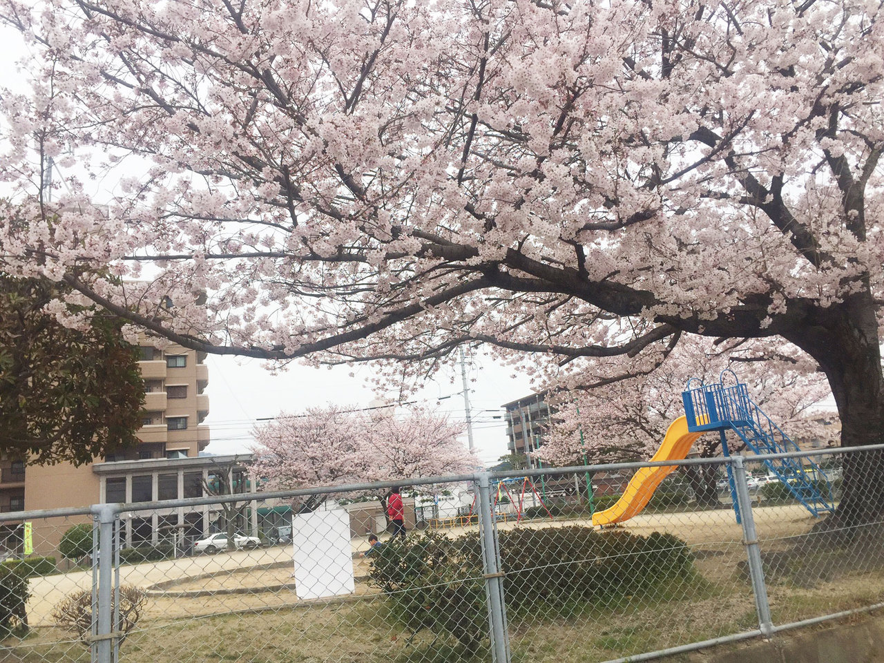 那珂川町の谷口公園の桜