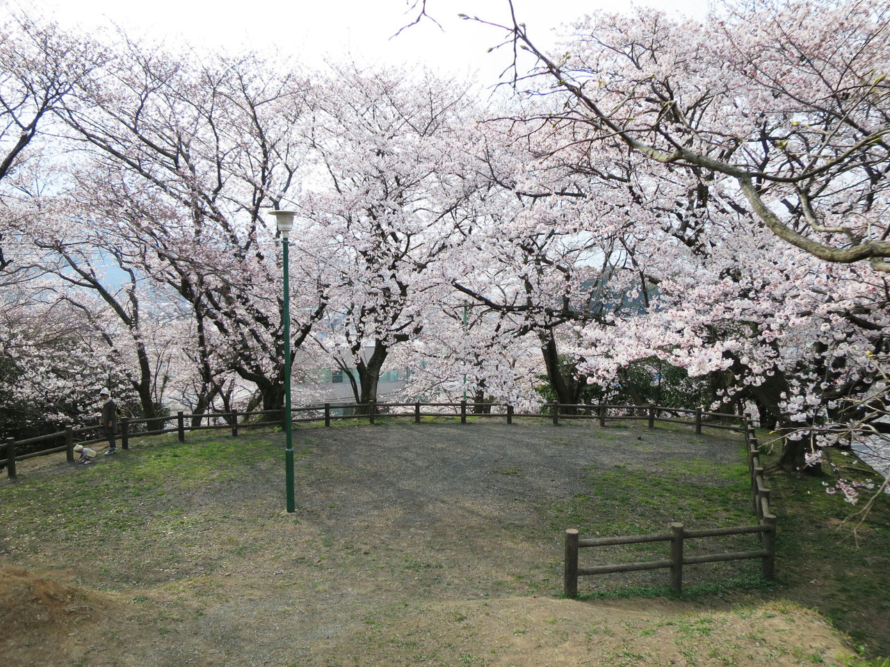 那珂川町の岩戸公園の桜２