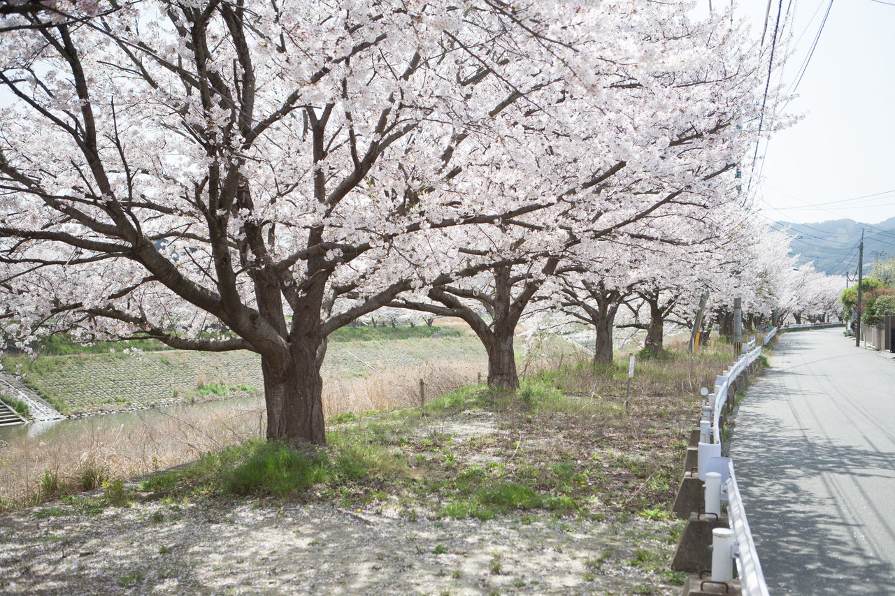 仲公園の向かいの川岸２