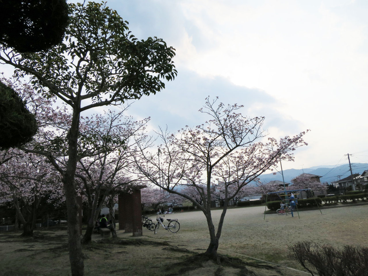 那珂川町の中原公園の桜１