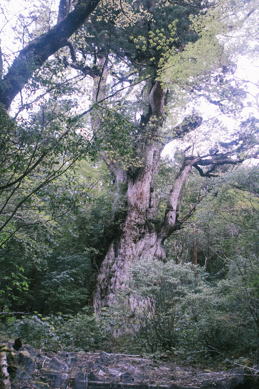 縄文杉