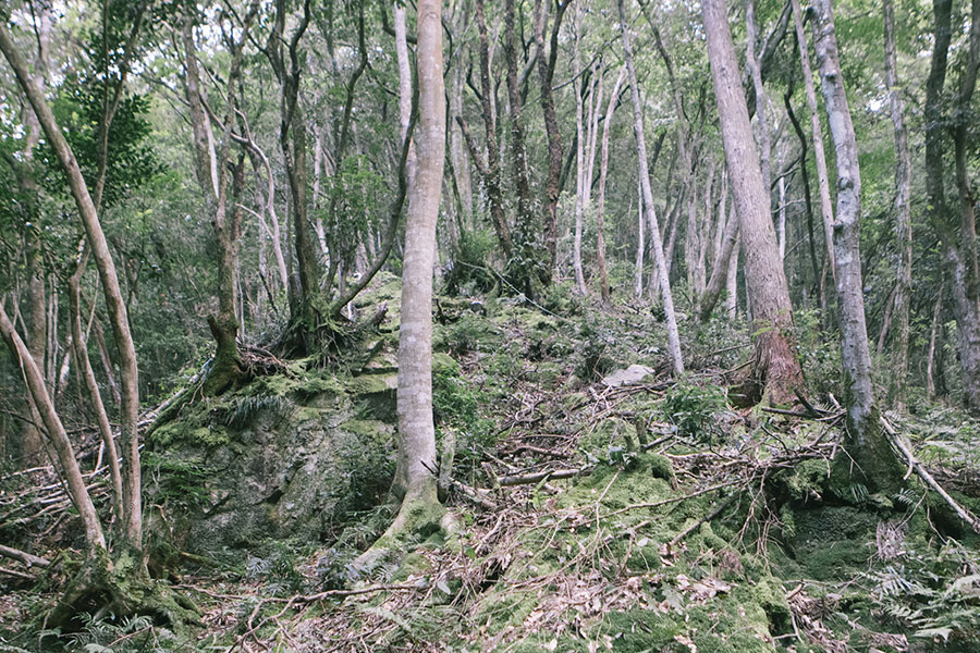 尾根道が続く