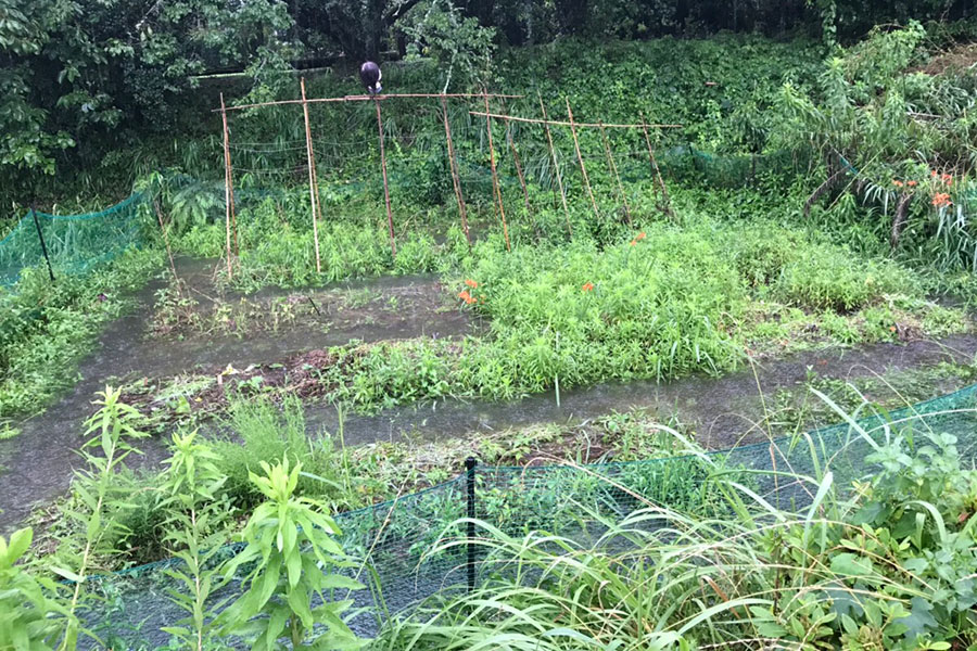 大雨で冠水した畑