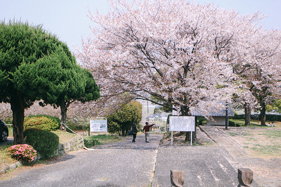 公園入口中央の大桜