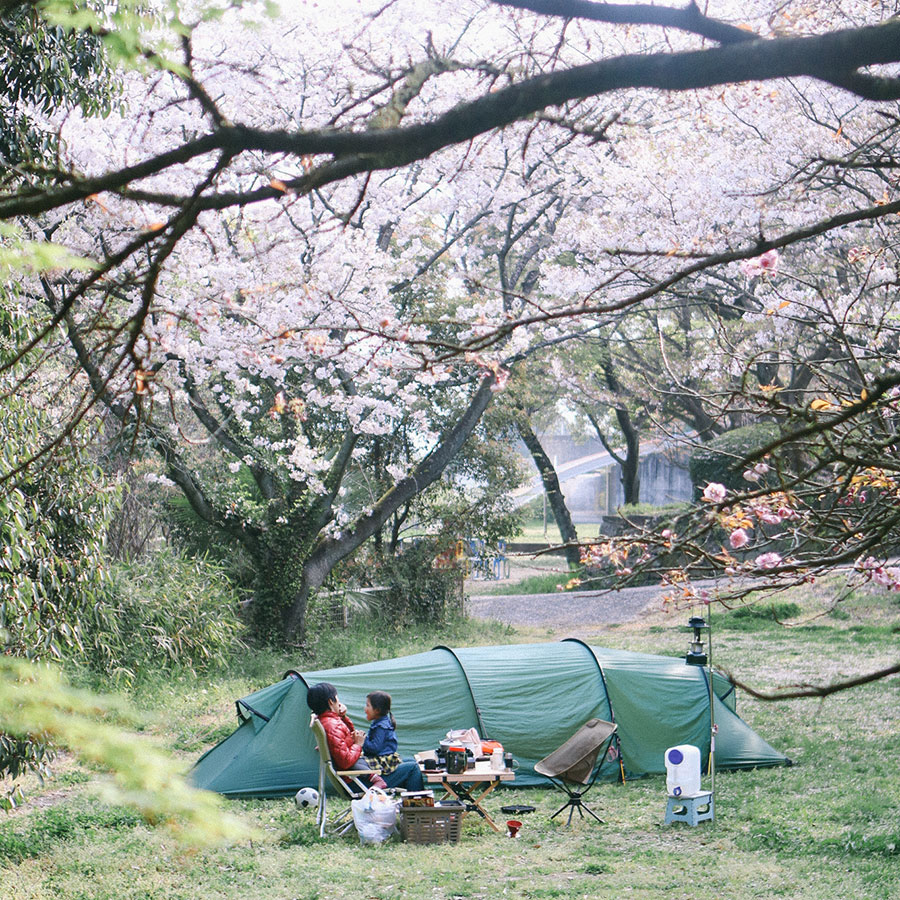 桜の下に設営