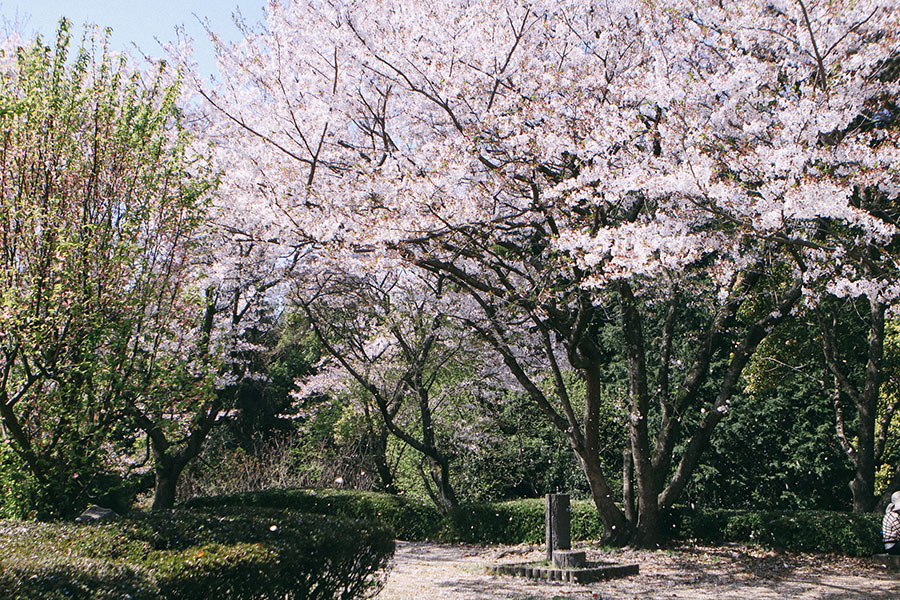 桜吹雪