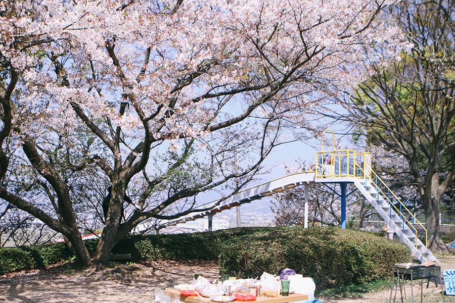桜満開の遊具広場1
