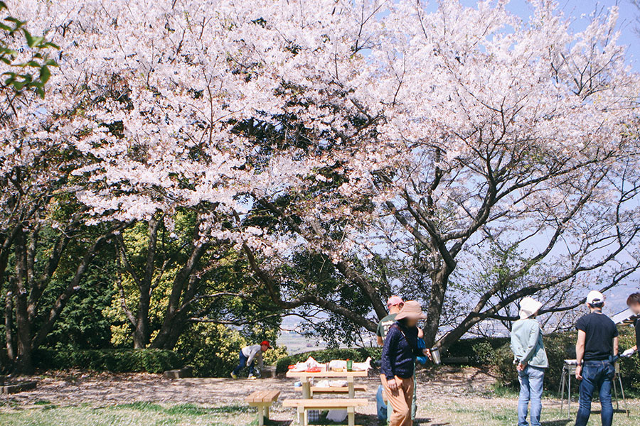 桜満開の遊具広場2