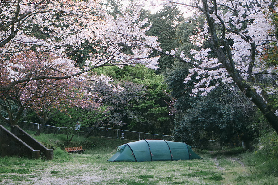 満開の桜の中でサイトを独り占め