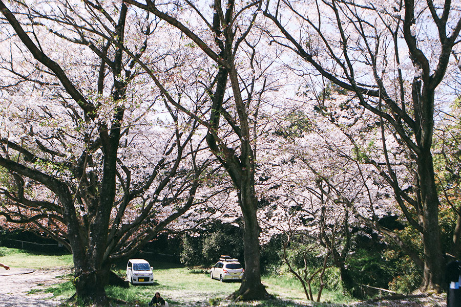 遊具広場から見るキャンプエリア側の桜