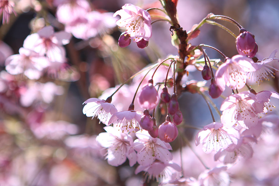 山田の初御代桜2