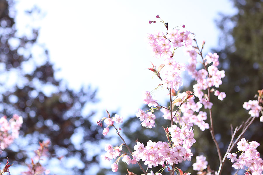 山田の初御代桜3