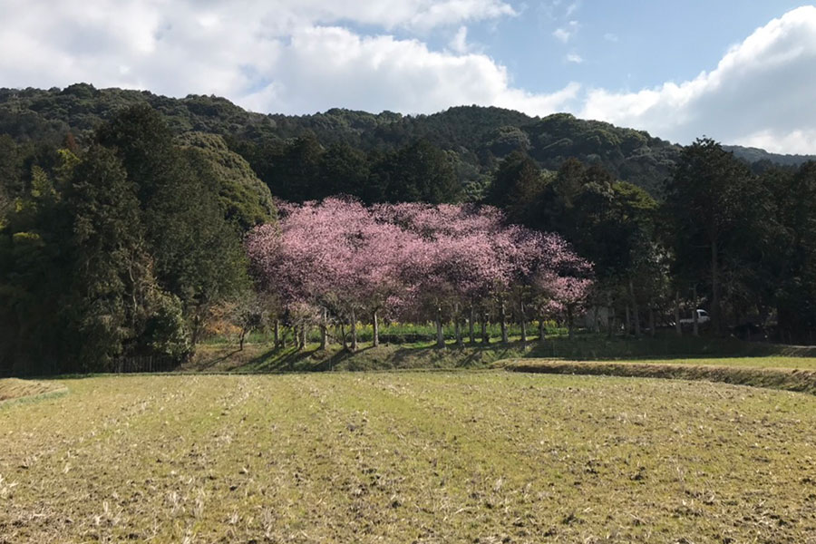 遠くから見た山田の初御代桜