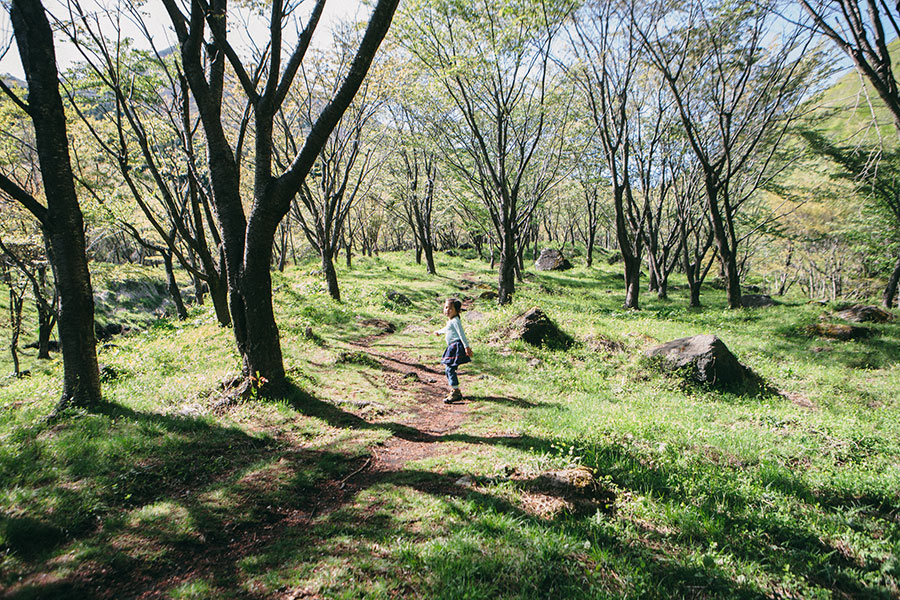 ピクニックにも良さそうな山桜の森