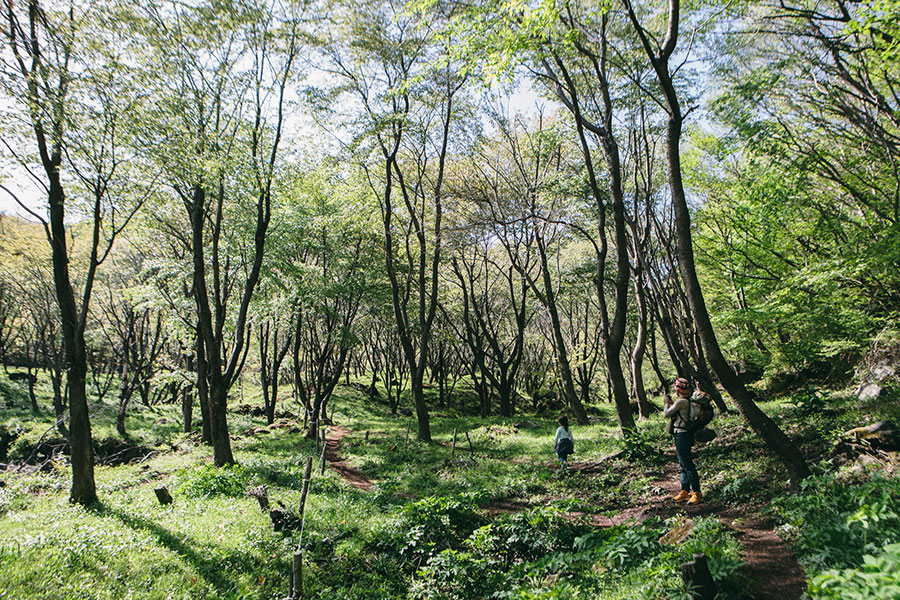 山桜の森に到着