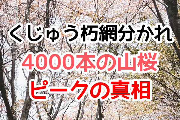 朽網分かれの4000本桜（noboro）ピークの真相