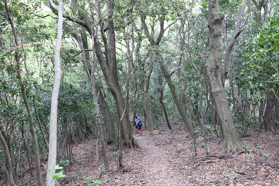 樹林帯の長い下りが続く