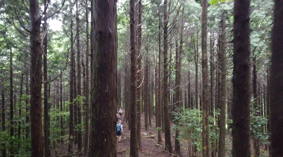 楽しいはずの樹林帯