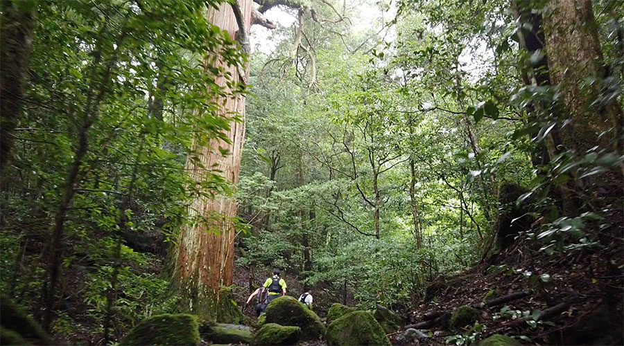 苔むした市房杉並木のトレイル