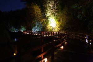 カワセミ公園近くの木道のライトアップ